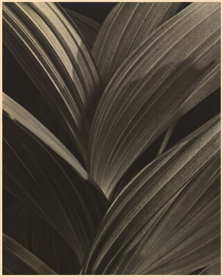 A black-and-white close-up photograph of long, wide, vertically striated leaves overlapping and fanning outward from the center.