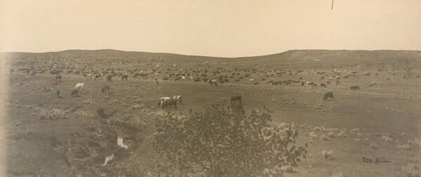 A black-and-white photograph of cattle grazing on a hilly plain with a narrow stream running through it.