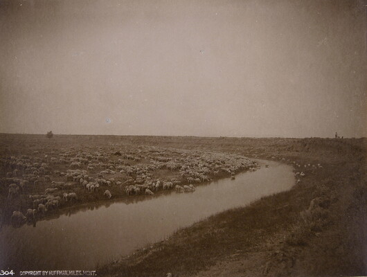 A black-and-white photograph of a large herd of sheep scattered along a river bank.