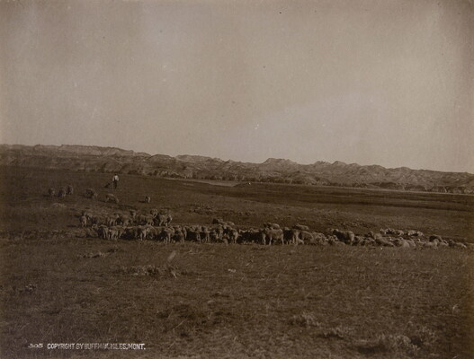 A black-and-white photograph of a herd of sheep grazing on an open, grassy plain.