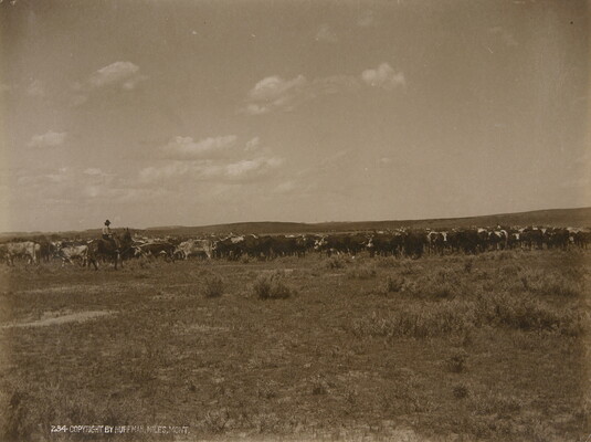 A black-and-white photograph of a herd of cattle grazing on a prairie as a cowboy on horseback watches.
