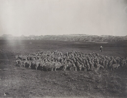 A black-and-white photograph of a heard of sheep on a plain; a man and a dog look on behind them.