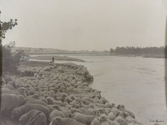 A black-and-white photograph of a large herd of sheep gathered on a riverbank; a man and a dog watch in the distance.