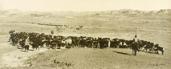 A black-and-white photograph of people on horseback herding a large group of cattle in a field.