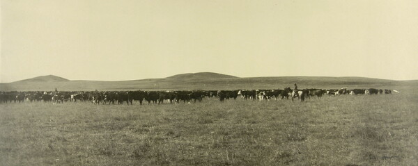 A black-and-white photograph of people on horseback herding a large group of cattle in a field; hills in the distance.