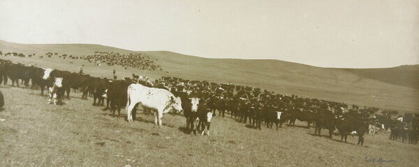 A black-and-white photograph of a large herd of cattle scattered throughout a hilly field.