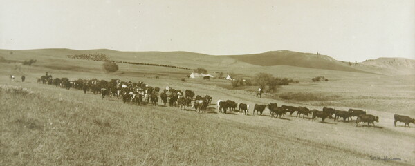 A black-and-white photograph of a large herd of cattle scattered throughout hilly fields; tents and people on horseback in the distance.