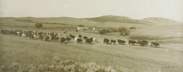 A black-and-white photograph of a large herd of cattle scattered throughout hilly fields; tents and people on horseback in the distance.