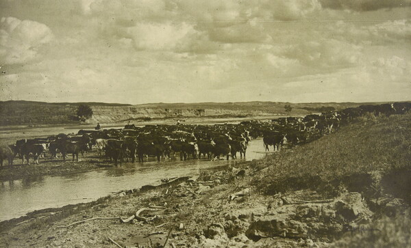 A black-and-white photograph of a large herd of cattle standing in a river and on its banks.