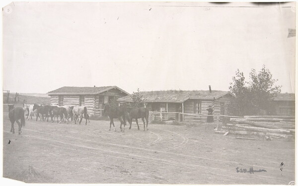 A black-and-white photograph of a woman standing in front of log buildings watching horses walk past on a dirt road.