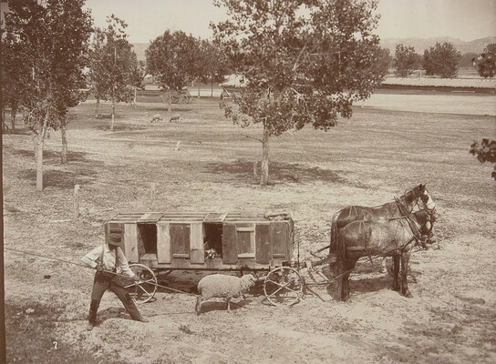 A black-and-white photograph of two horses hitched to a wagon housing lambs; a man next to the wagon uses a stick to prod a sheep.