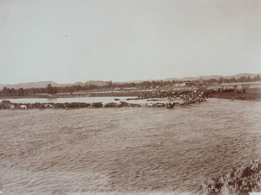 A black-and-white photograph of a large herd of cattle walking through a river.