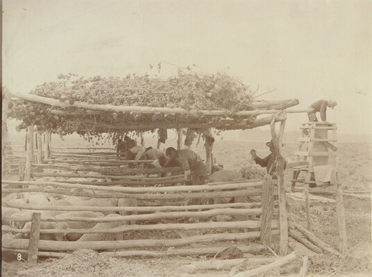 A black-and-white photograph of people inside multiple wooden pens, shaded with branches, shearing sheep.