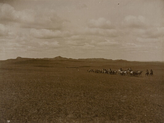 A black-and-white photograph of a herd of cattle and several cowboys on a prairie with mountains in the far distance. 