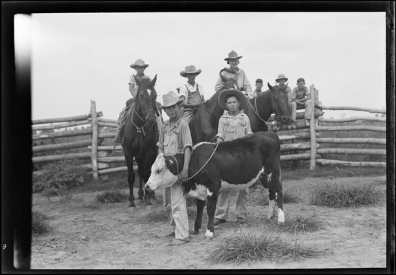 A black-and-white image of three boys on horseback behind two boys standing next to a roped calf.