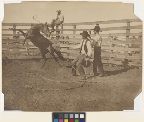 A sepia-toned photograph of a cowboy roping a horse that is rearing up as two other cowboys watch.