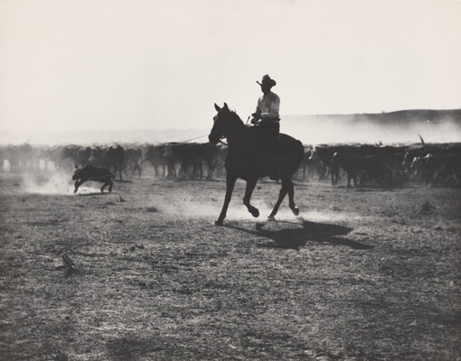 A black-and-white photograph of a cowboy on horseback roping a calf in front of a herd of cattle.