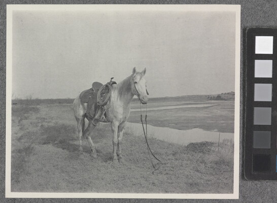 A black-and-white-photograph of a saddled horse in a field.