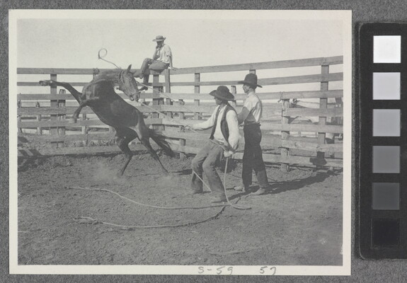 A black-and-white photograph of two men lassoing a bucking horse in a pen.