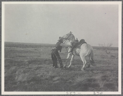 A black-and-white photograph of a cowboy trying to calm a white horse.