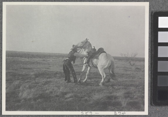 A black-and-white photograph of a cowboy trying to calm a white horse.