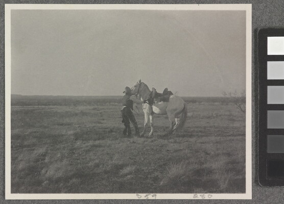 A black-and-white photograph of a cowboy trying to calm a white horse.