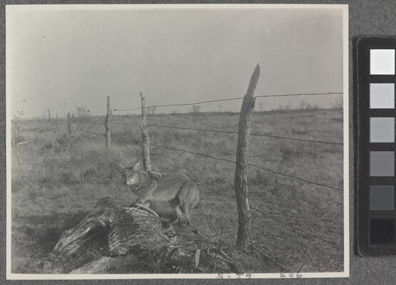 A black-and-white photograph of a coyote in a field standing between a barbed-wire fence and a dead animal carcass.