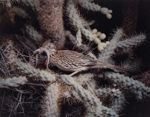 A color photograph of a brown and white mottled bird sitting in a cactus holding a small reptile in its beak.