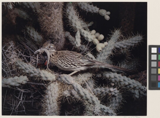 A color photograph of a brown and white mottled bird sitting in a cactus holding a small reptile in its beak.