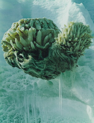 A color photograph of an ocean sponge surrounded by turquoise colored ice.