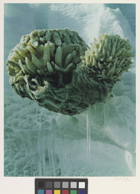 A color photograph of an ocean sponge surrounded by turquoise colored ice.