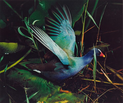 A color photograph of a blue, turquoise, and green bird with a red and yellow beak, wings outstretched, among reeds.
