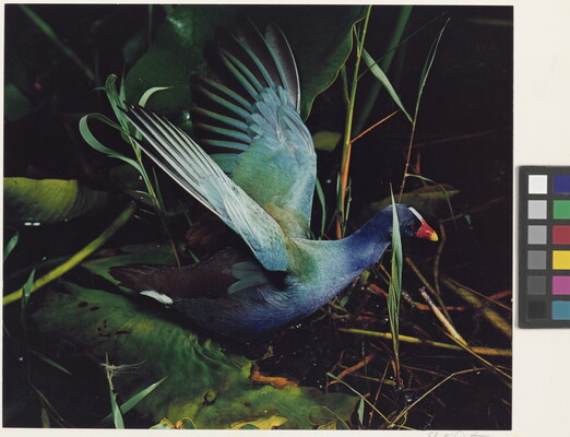 A color photograph of a blue, turquoise, and green bird with a red and yellow beak, wings outstretched, among reeds.