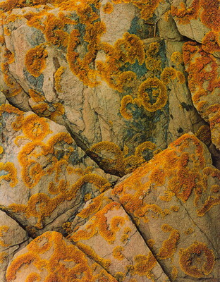 A color close-up photograph of orange-yellow lichen growing in circular patterns on light-colored rocks with cracks.