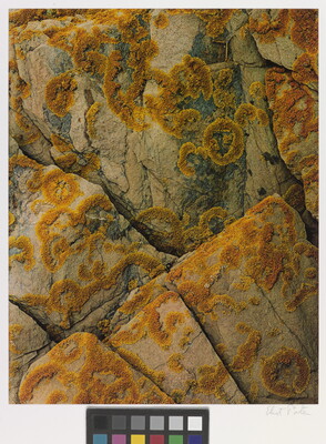 A color close-up photograph of orange-yellow lichen growing in circular patterns on light-colored rocks with cracks.