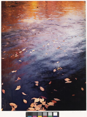 A color photograph of water reflecting autumn trees and with fall-colored leaves floating on top.