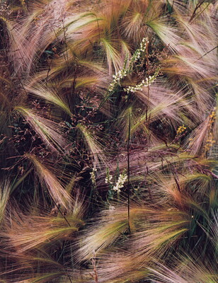 A color photograph of bunches of wispy pink, white, and green grasses growing next to several tiny conical white flowers.