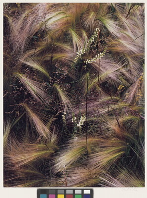 A color photograph of bunches of wispy pink, white, and green grasses growing next to several tiny conical white flowers.