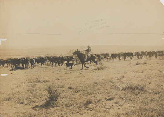 A sepia-toned photograph of a cowboy on horseback herding a calf back into the larger herd.