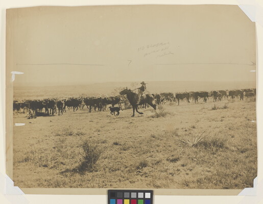 A sepia-toned photograph of a cowboy on horseback herding a calf back into the larger herd.