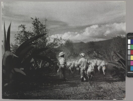 A black-and-white photograph of two children walking behind a herd of sheep in a field.