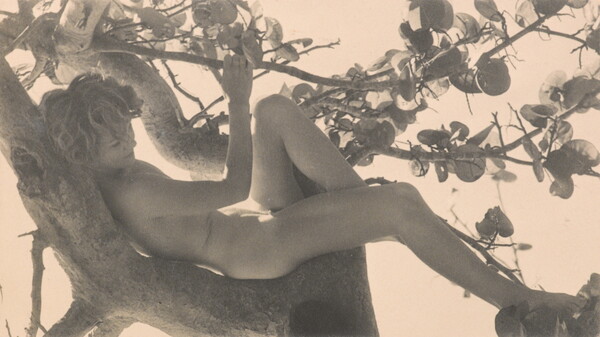 A sepia-toned photograph of a nude White child reclining in a tree on one of the branches.