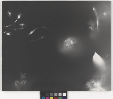 An abstract black-and-white photograph of foggy ribbons and flowers against a black background.