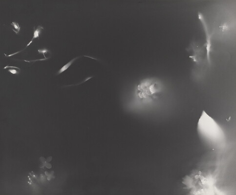 An abstract black-and-white photograph of foggy ribbons and flowers against a black background.