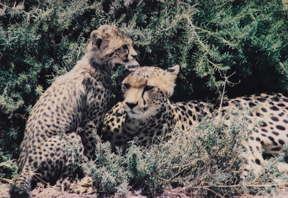 A color photograph of a cheetah lying in brush with her cub sitting beside her.