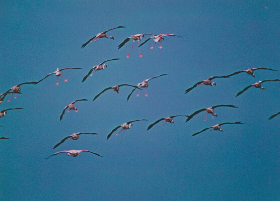 A color photograph of a flock of pink birds flying in a blue sky.