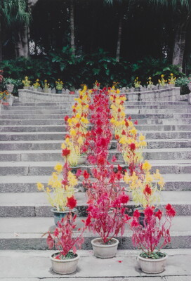A color photograph of a stone stairway with red and yellow potted plants stacked in a row up the center.
