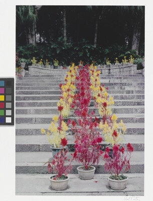A color photograph of a stone stairway with red and yellow potted plants stacked in a row up the center.
