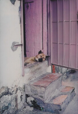 A color photograph of a dog sleeping in an open doorway, its head resting on the threshold.