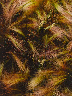 A color photograph of bunches of wispy pink, white, and green grasses growing next to several tiny conical white flowers.